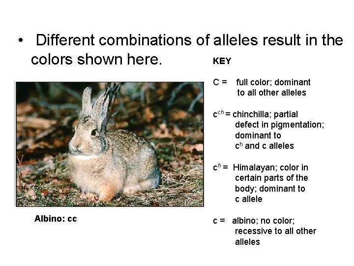  • Different combinations of alleles result in the KEY colors shown here. C=