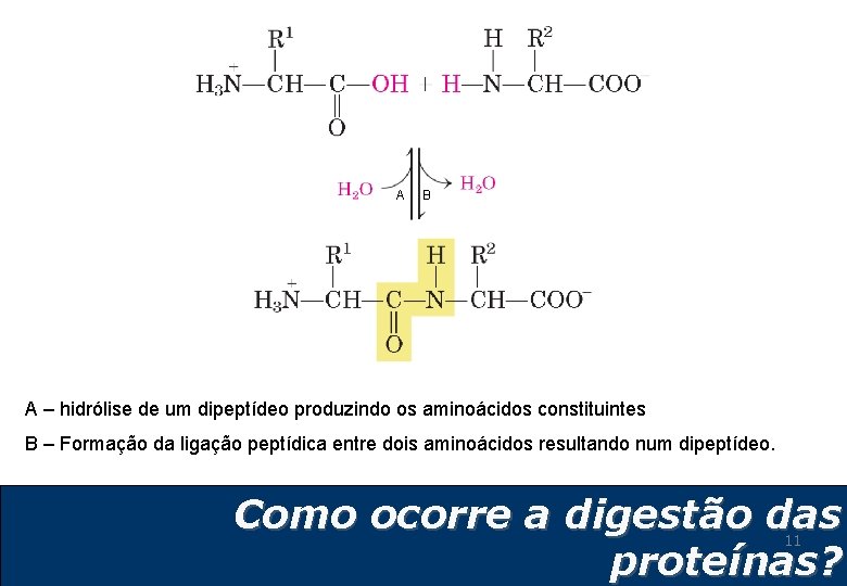A B A – hidrólise de um dipeptídeo produzindo os aminoácidos constituintes B – A B A – hidrólise de um dipeptídeo produzindo os aminoácidos constituintes B –