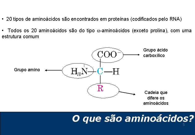 • 20 tipos de aminoácidos são encontrados em proteínas (codificados pelo RNA) • • 20 tipos de aminoácidos são encontrados em proteínas (codificados pelo RNA) •