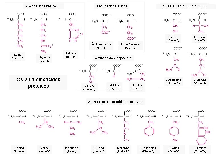 Aminoácidos básicos Ácido Aspártico (Asp – D) Lisina (Lys – K) Arginina (Arg – Aminoácidos básicos Ácido Aspártico (Asp – D) Lisina (Lys – K) Arginina (Arg –