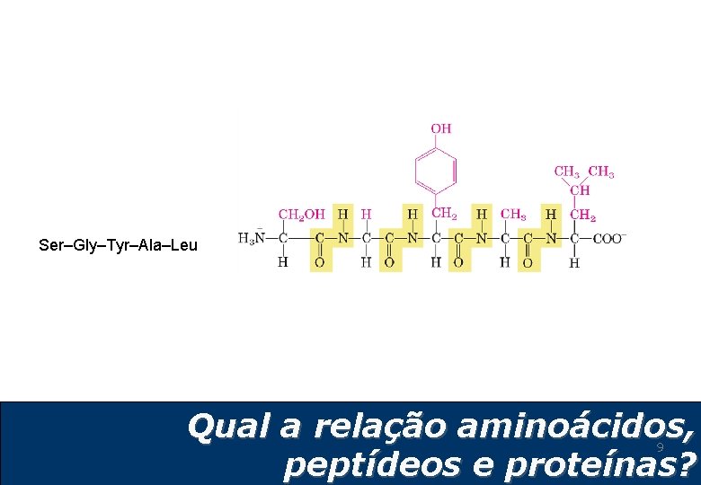 Ser–Gly–Tyr–Ala–Leu Qual a relação aminoácidos, peptídeos e proteínas? 9 Ser–Gly–Tyr–Ala–Leu Qual a relação aminoácidos, peptídeos e proteínas? 9