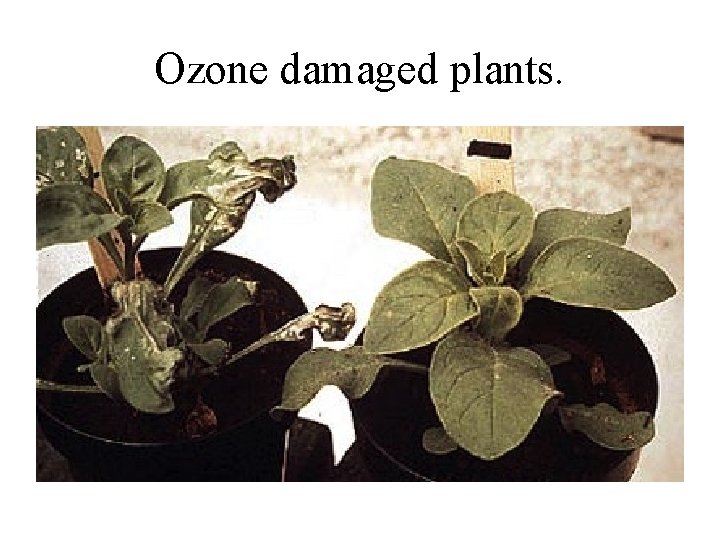 Ozone damaged plants. 