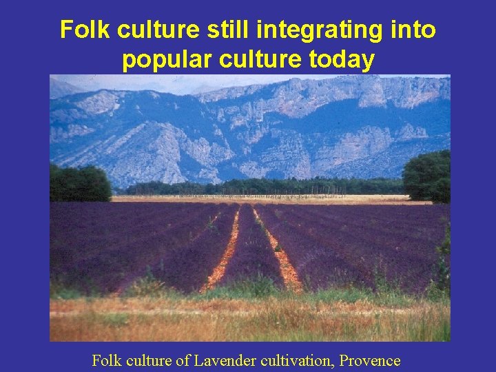 Folk culture still integrating into popular culture today Folk culture of Lavender cultivation, Provence