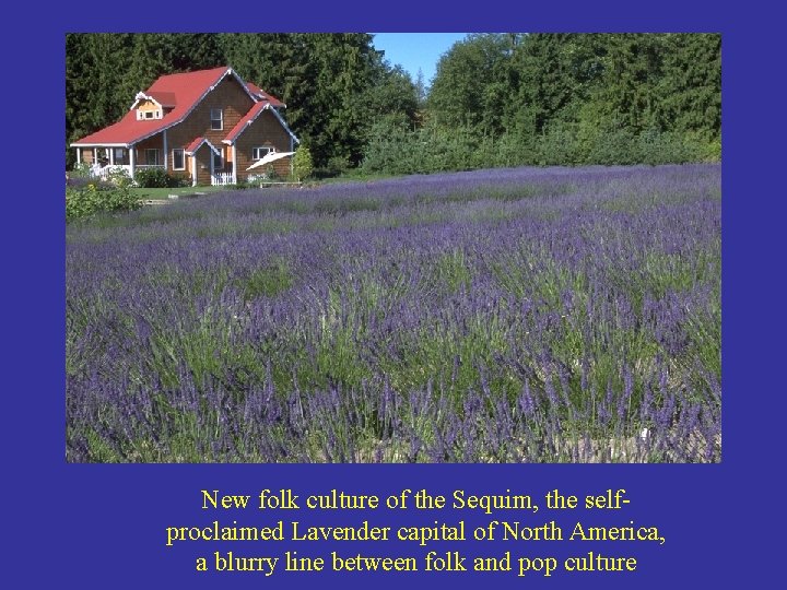 New folk culture of the Sequim, the selfproclaimed Lavender capital of North America, a