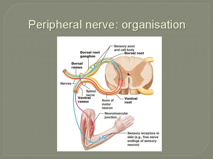 Peripheral nerve: organisation Peripheral nerve: organisation
