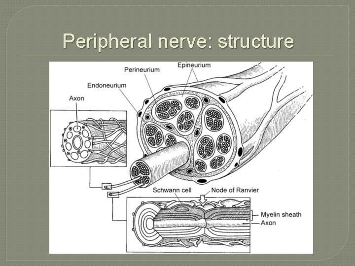 Peripheral nerve: structure Peripheral nerve: structure