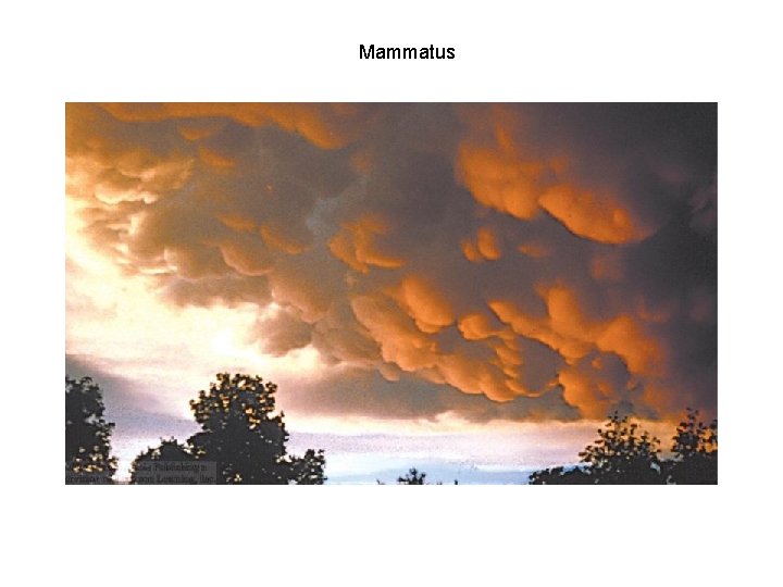 Mammatus 