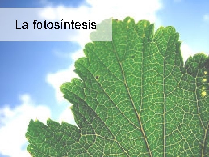 La fotosíntesis 