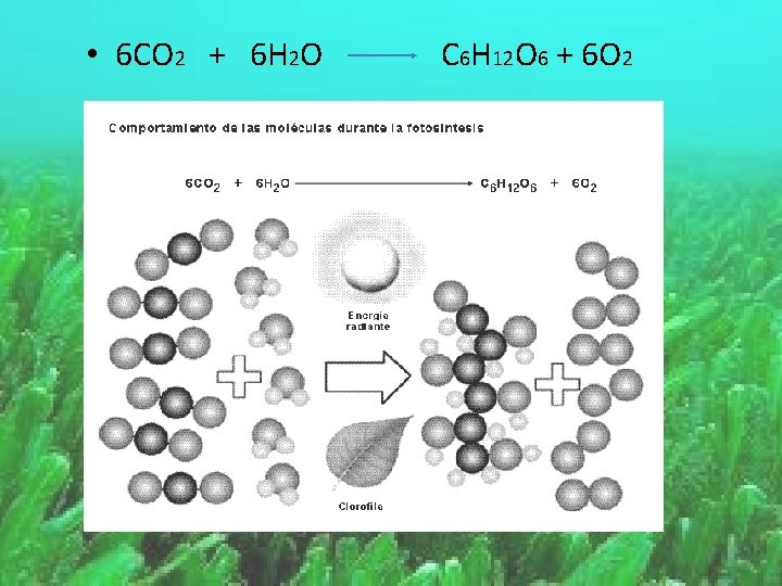  • 6 CO 2 + 6 H 2 O C 6 H 12