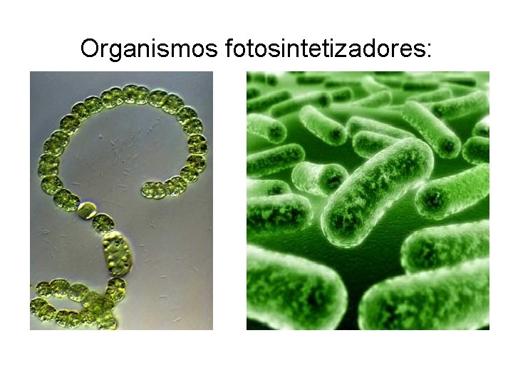 Organismos fotosintetizadores: 