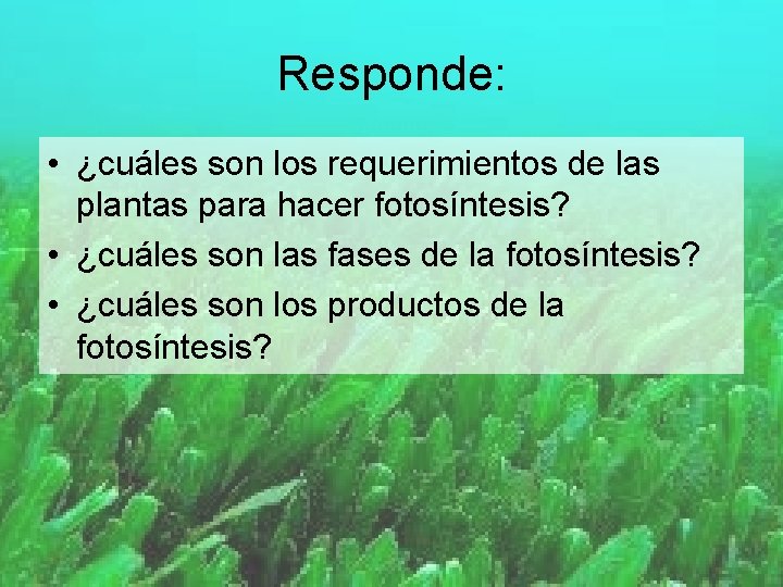 Responde: • ¿cuáles son los requerimientos de las plantas para hacer fotosíntesis? • ¿cuáles