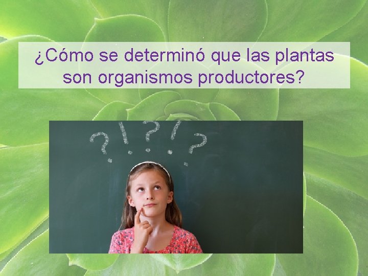 ¿Cómo se determinó que las plantas son organismos productores? 