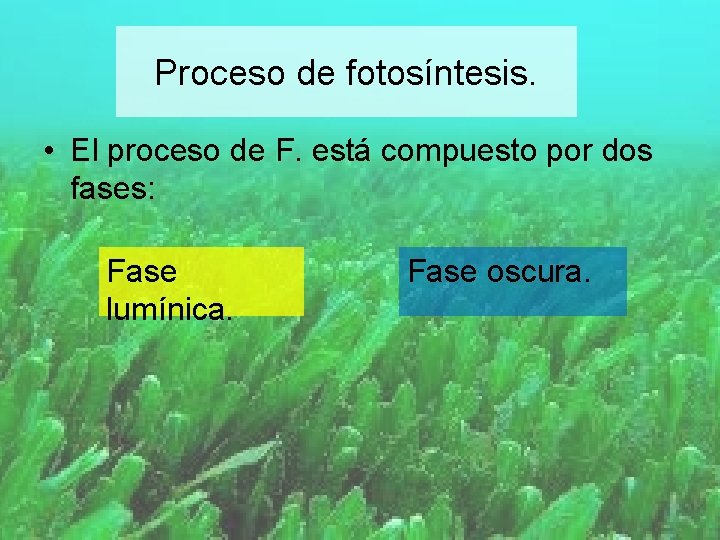 Proceso de fotosíntesis. • El proceso de F. está compuesto por dos fases: Fase