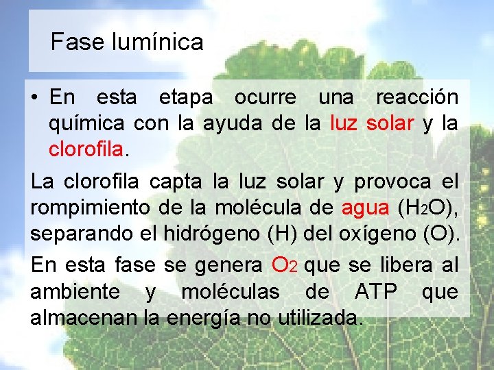 Fase lumínica • En esta etapa ocurre una reacción química con la ayuda de