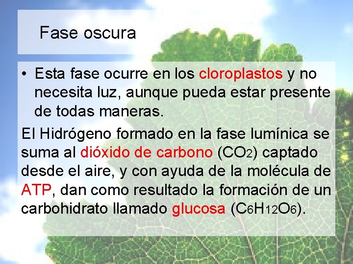 Fase oscura • Esta fase ocurre en los cloroplastos y no necesita luz, aunque