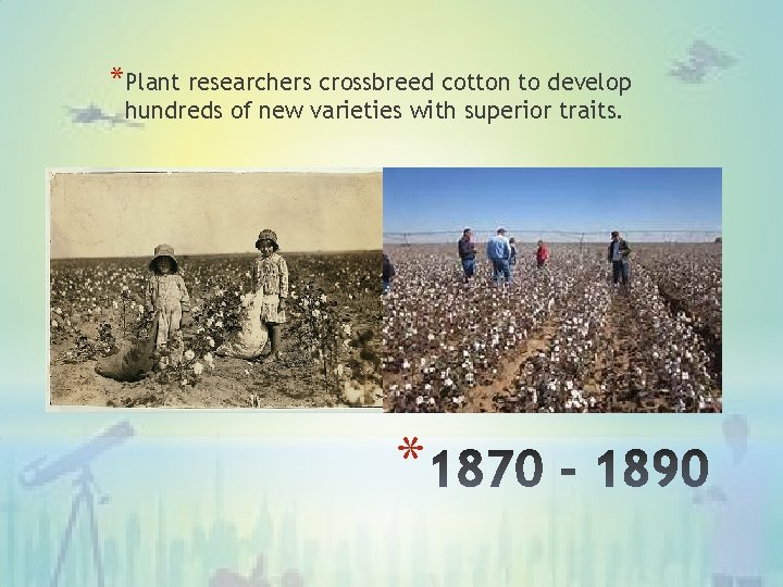 *Plant researchers crossbreed cotton to develop hundreds of new varieties with superior traits. *