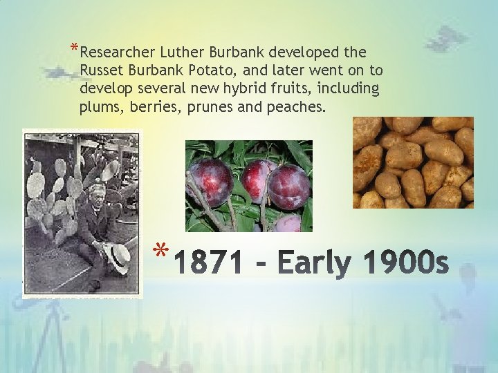 *Researcher Luther Burbank developed the Russet Burbank Potato, and later went on to develop