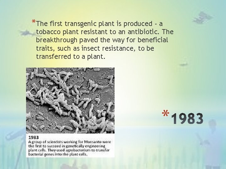 *The first transgenic plant is produced - a tobacco plant resistant to an antibiotic.