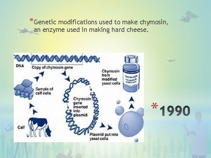 *Genetic modifications used to make chymosin, an enzyme used in making hard cheese. *