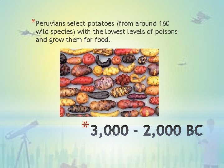 *Peruvians select potatoes (from around 160 wild species) with the lowest levels of poisons