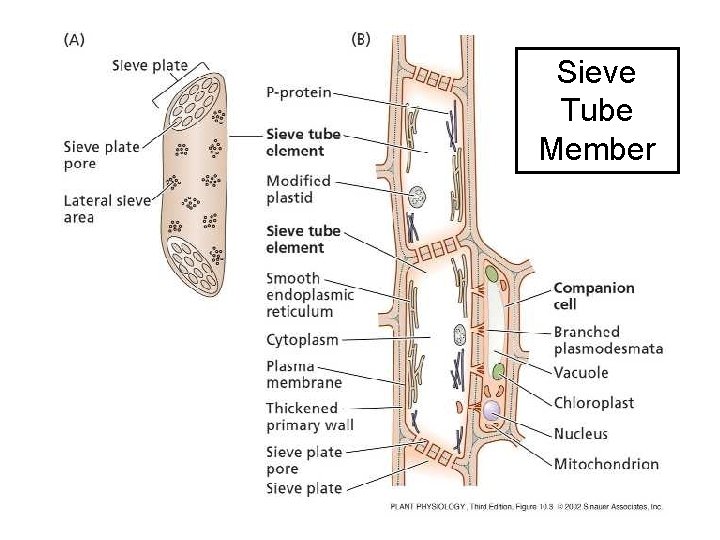 Sieve Tube Member 