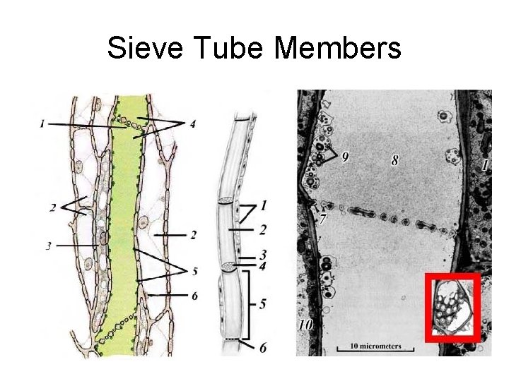 Sieve Tube Members 