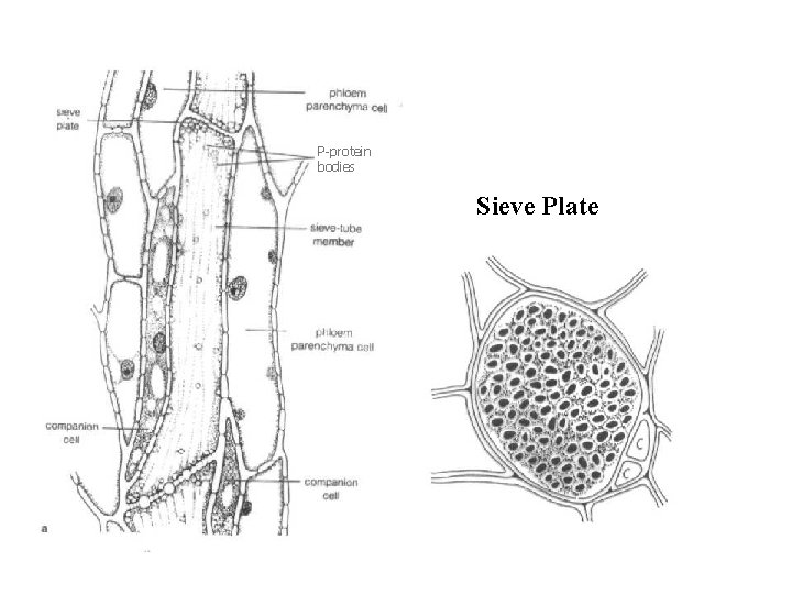 P-protein bodies Sieve Plate 