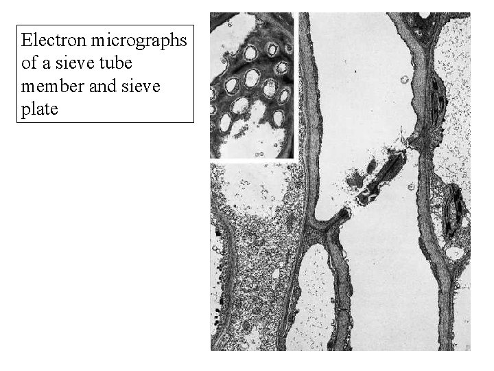 Electron micrographs of a sieve tube member and sieve plate 