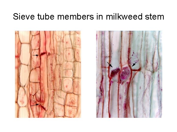 Sieve tube members in milkweed stem 