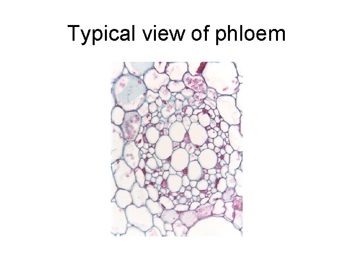 Typical view of phloem 