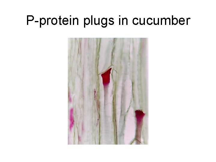 P-protein plugs in cucumber 