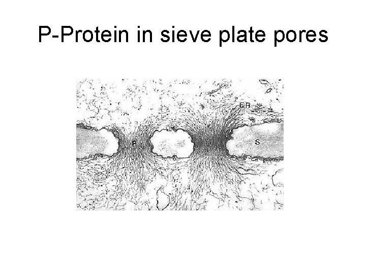 P-Protein in sieve plate pores 