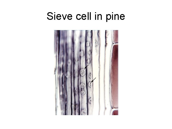 Sieve cell in pine 