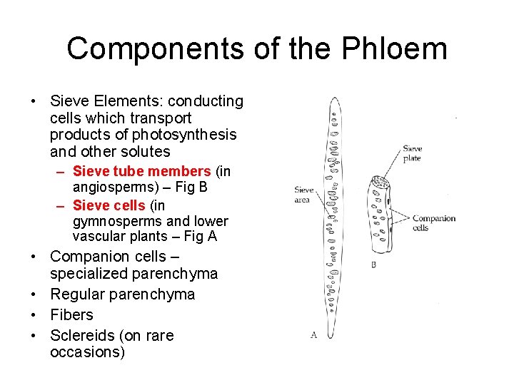 Components of the Phloem • Sieve Elements: conducting cells which transport products of photosynthesis
