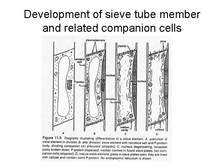 Development of sieve tube member and related companion cells 