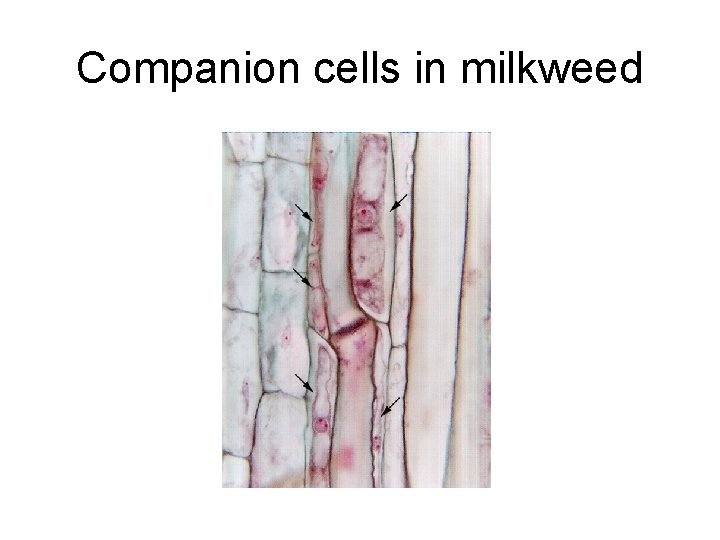 Companion cells in milkweed 