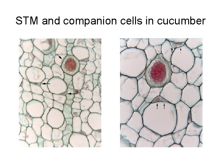 STM and companion cells in cucumber 