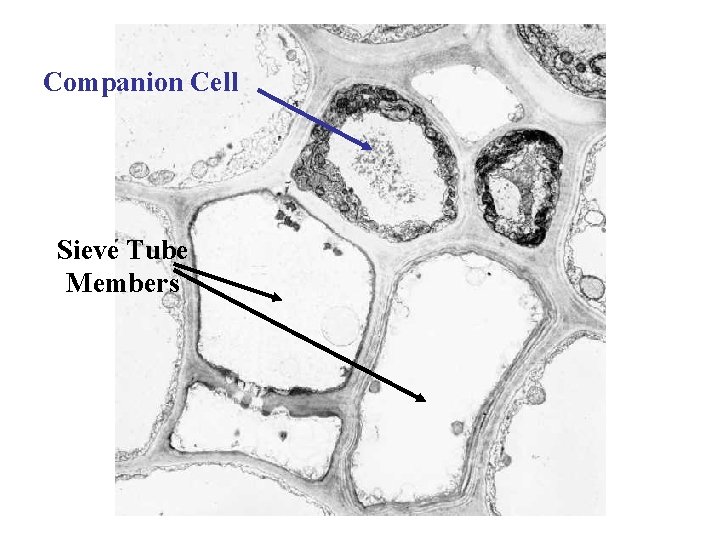 Companion Cell Sieve Tube Members 