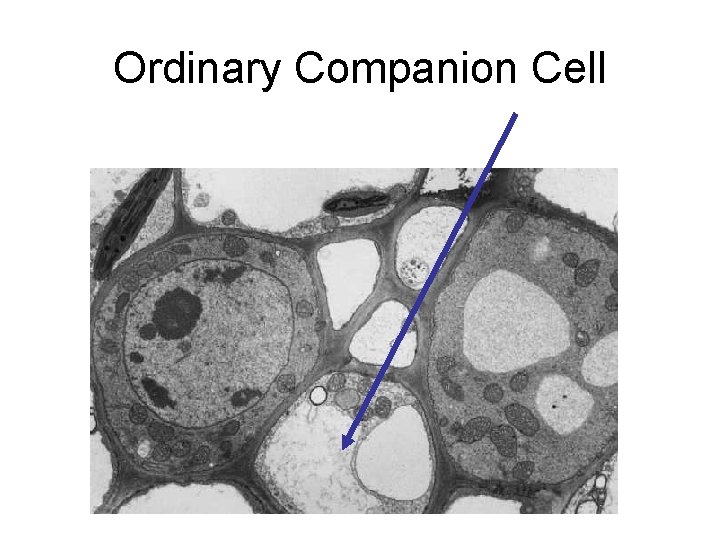 Ordinary Companion Cell 