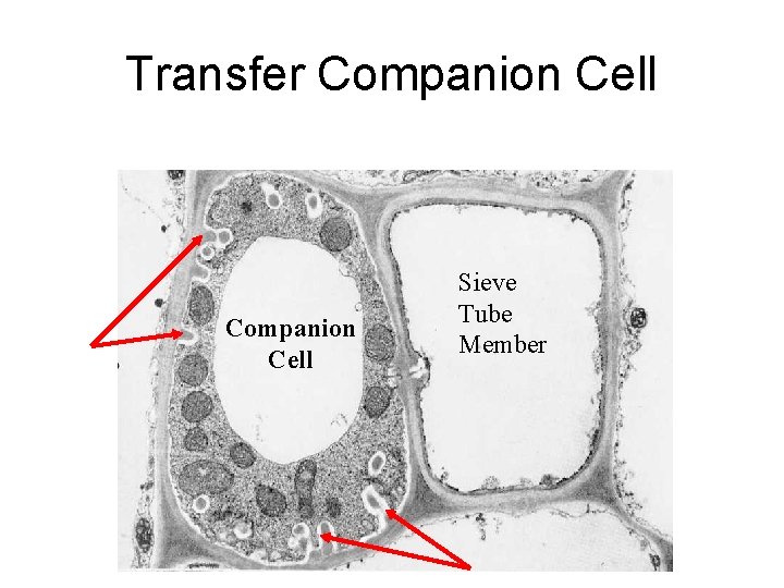 Transfer Companion Cell Sieve Tube Member 