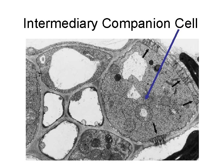 Intermediary Companion Cell 