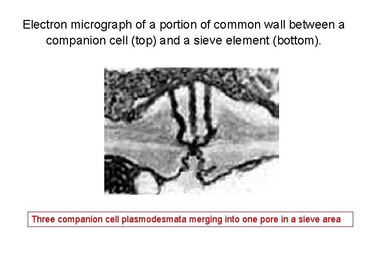 Electron micrograph of a portion of common wall between a companion cell (top) and