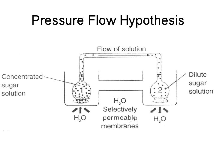 Pressure Flow Hypothesis 