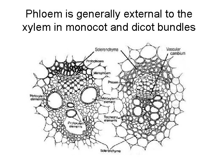 Phloem is generally external to the xylem in monocot and dicot bundles 