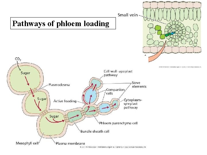 Pathways of phloem loading 