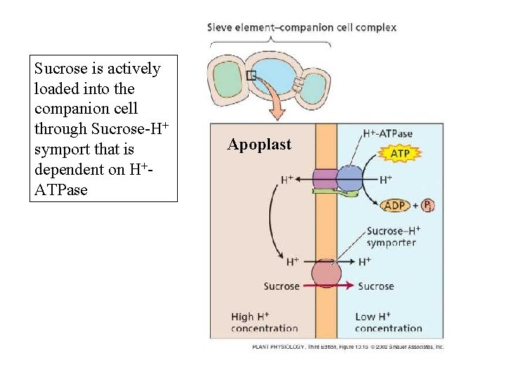 Sucrose is actively loaded into the companion cell through Sucrose-H+ symport that is dependent