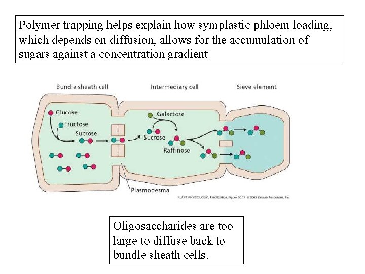 Polymer trapping helps explain how symplastic phloem loading, which depends on diffusion, allows for