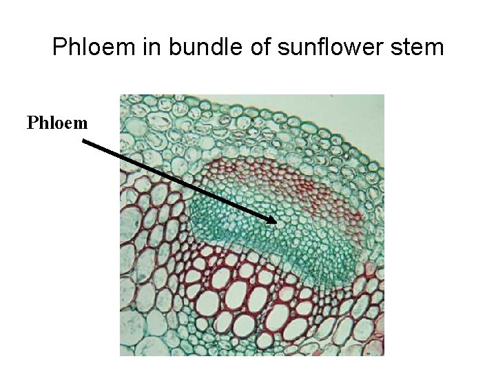 Phloem in bundle of sunflower stem Phloem 
