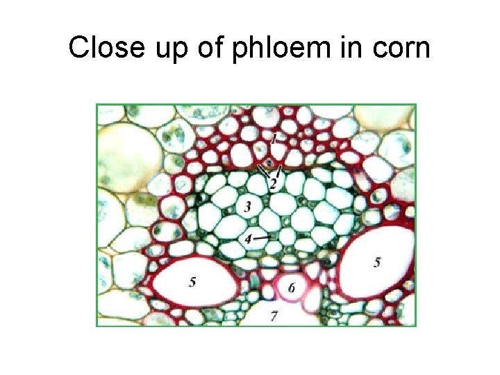 Close up of phloem in corn 