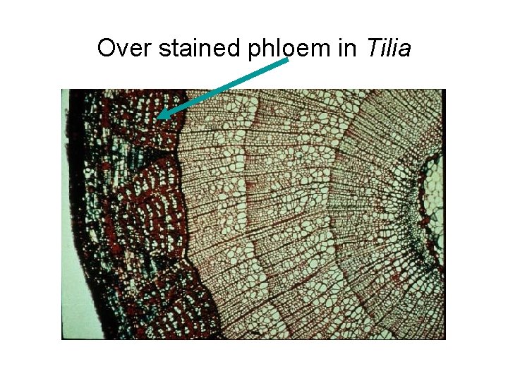 Over stained phloem in Tilia 